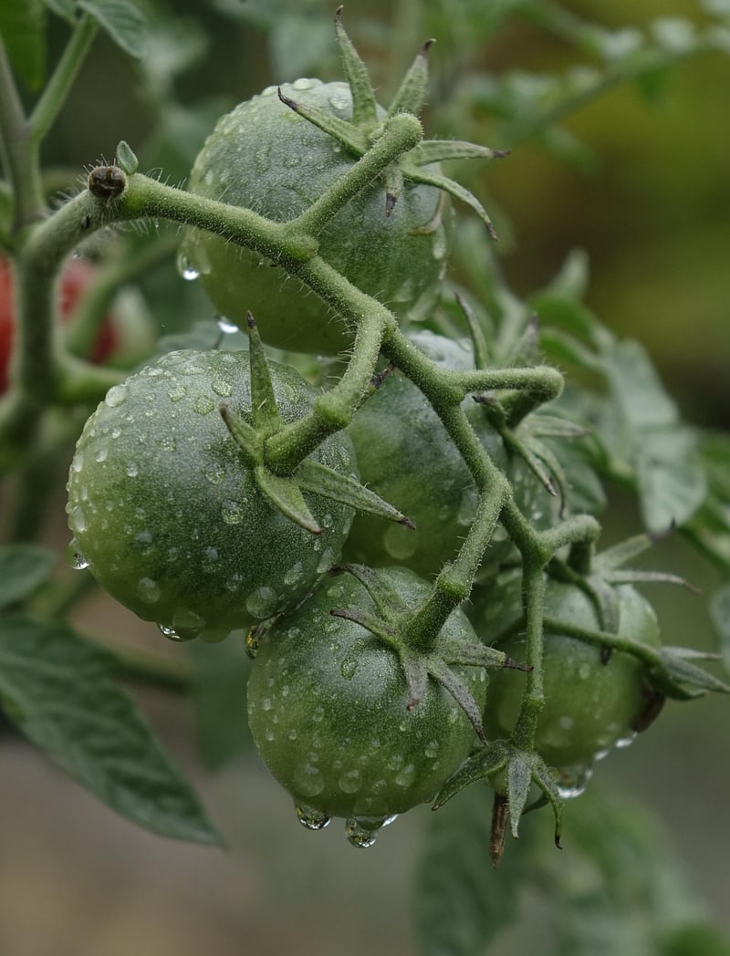 La Tomatina Festival